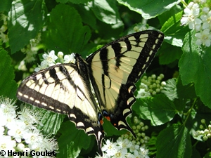 Papillon tigré du Canada (Papilio canadensis)